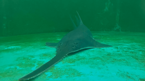 Biologists rescue endangered sawfish in Florida Keys as race to save species underway