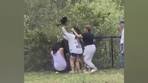 Video: People pull bear cubs from tree in North Carolina to take selfies