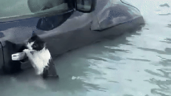 Cat holds on for dear life before being scooped up by rescuers