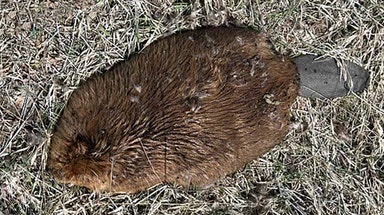 Some beavers found dead in Utah infected with disease that can spread to humans, officials warn