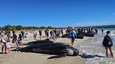 Dozens of pilot whales dead after massive stranding on Western Australia beach