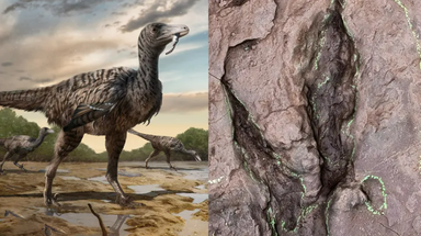 'Largest raptor footprints ever' found in China