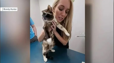 Cat found after being accidentally shipped in Amazon box from Utah to California