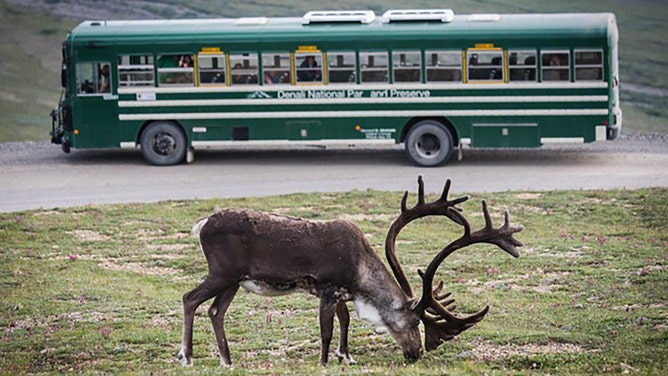 If you're planning a trip to Denali, be sure to hop on a bus for a chance to spot some amazing wildlife and explore the wilderness. 