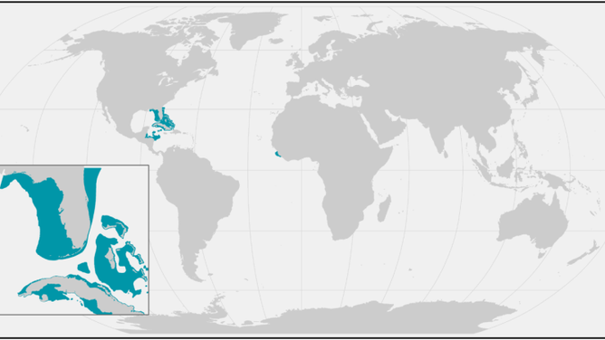 Map of the range of the smalltooth sawfish