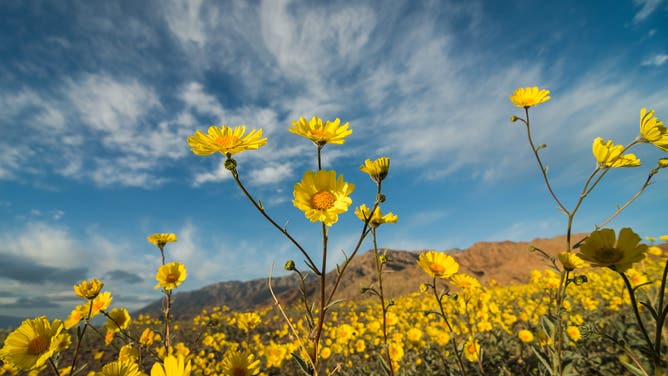 Desert Gold wildflowers reach into a blue sky at Death Valley National Park.