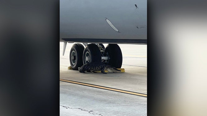 Animal control successfully wrangled a large alligator that appeared on the tarmac of MacDill Air Force Base near Tampa and relocated it to a more suitable environment off base.
