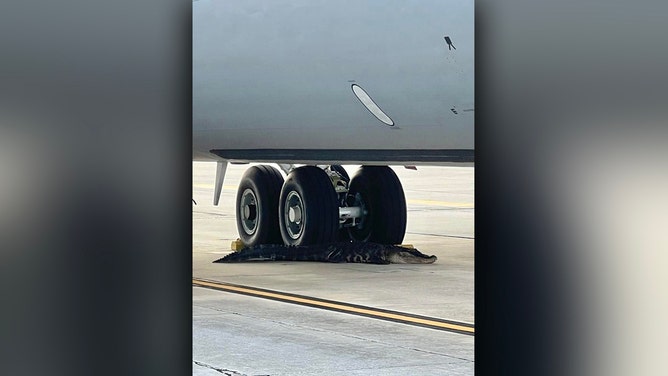 Animal control successfully wrangled a large alligator that appeared on the tarmac of MacDill Air Force Base near Tampa and relocated it to a more suitable environment off base.