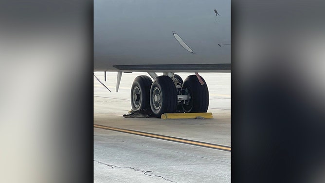Animal control successfully wrangled a large alligator that appeared on the tarmac of MacDill Air Force Base near Tampa and relocated it to a more suitable environment off base.