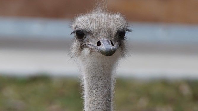 The Topeka Zoo is saddened to announce the untimely passing of Karen, a beloved ostrich at the zoo.
