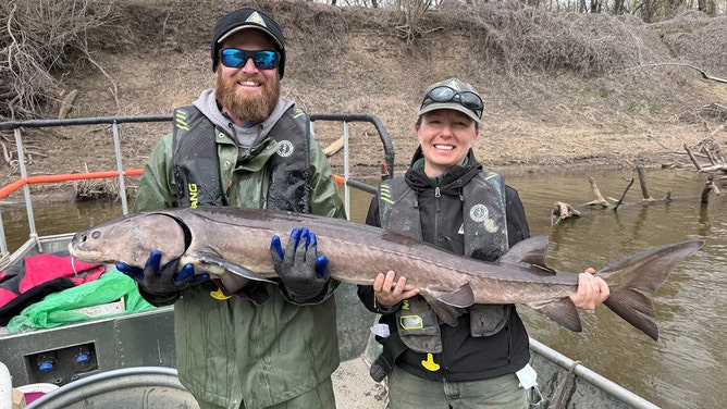 Two Missouri Department of Fisheries biologists were present for the sturgeon encounter.