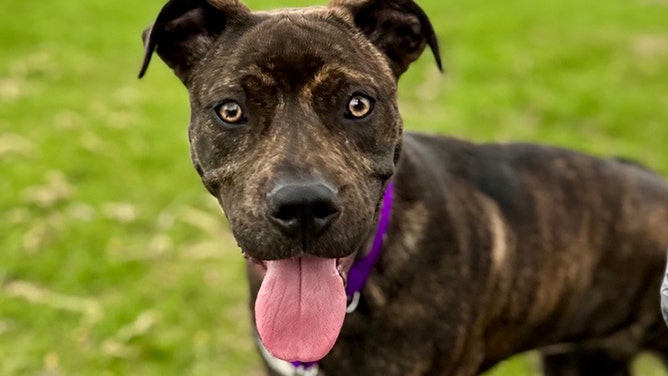 Wisconsin Humane Society (WHS) veterinary staff couldn’t believe what they were seeing when examining Bella, a 6-month-old puppy recently surrendered to the WHS Kenosha Campus.