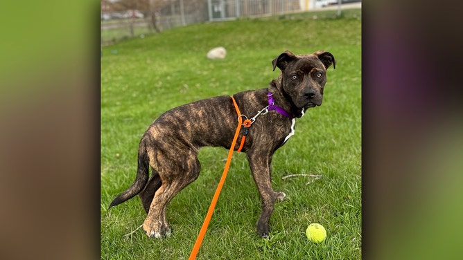 Wisconsin Humane Society (WHS) veterinary staff couldn’t believe what they were seeing when examining Bella, a 6-month-old puppy recently surrendered to the WHS Kenosha Campus.