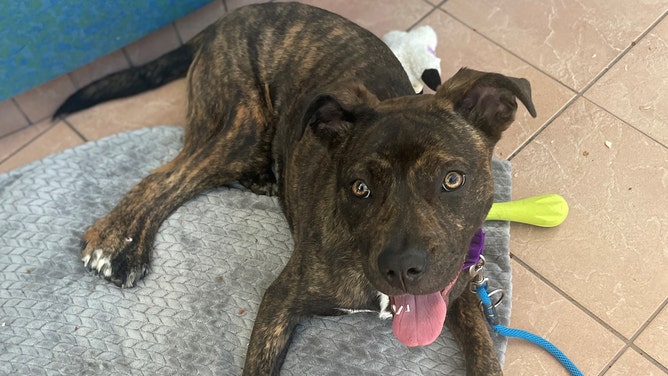 Wisconsin Humane Society (WHS) veterinary staff couldn’t believe what they were seeing when examining Bella, a 6-month-old puppy recently surrendered to the WHS Kenosha Campus.