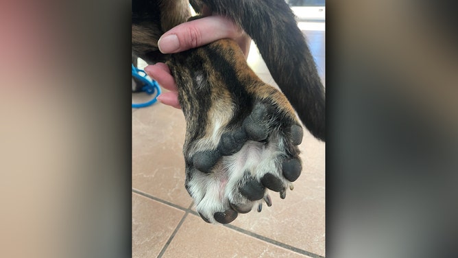 Wisconsin Humane Society (WHS) veterinary staff couldn’t believe what they were seeing when examining Bella, a 6-month-old puppy recently surrendered to the WHS Kenosha Campus.