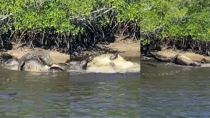 This image shows two massive alligators fighting for territory in the Florida Everglades as mating season gets underway