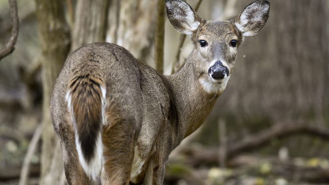 FILE - A whitetail deer looks for food in the woods in the Wyomissing Parklands Thursday afternoon November 19, 2020. (Photo by Ben Hasty/MediaNews Group/Reading Eagle via Getty Images)