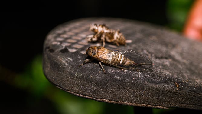 Where cicadas will be found this year | Fox Weather