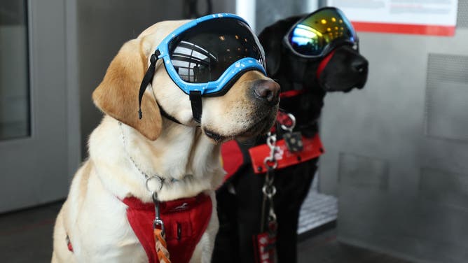 Service dogs wear goggles before boarding Southwest flight 1252 from Dallas, Texas to Pittsburgh, Pennsylvania which passed through the path of totality on April 08, 2024 in Dallas, Texas.