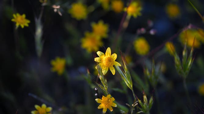 Wildflowers are in bloom in Antelope Valley Poppy Reserve of California, United States on April 12, 2024.