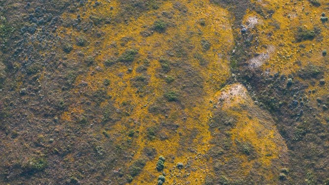 Wildflowers are in bloom in Antelope Valley Poppy Reserve of California
