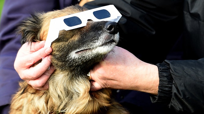 People use protective glasses on their dog during a partial solar eclipse at the Pier Head in Liverpool, north-west England, on March 20, 2015.