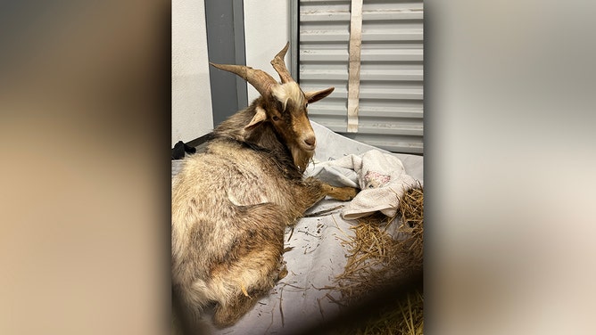 A small group of rescuers in Kansas City worked together to save a fearless and daring goat in a mission that could have been taken straight out of an action movie.
