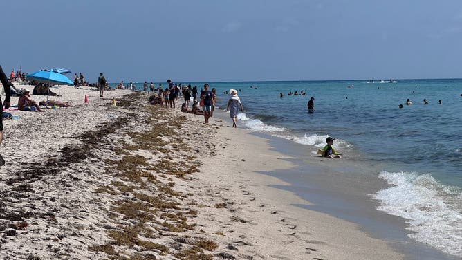 Seaweed along beach in Miami on April 20