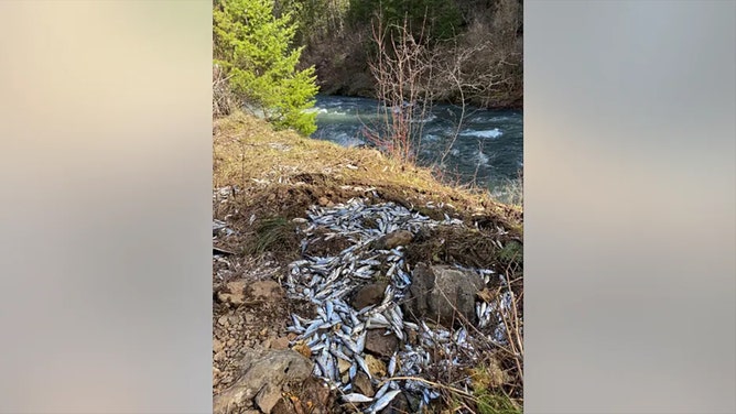 A truck carrying more than 100,000 salmon smolts overturned in Oregon.