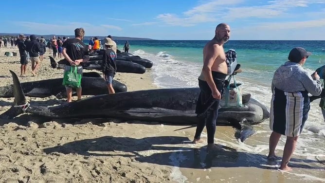 A man is seen standing next to a stranded pilot whale on a beach in Western Australia on Thursday, April 25, 2024.