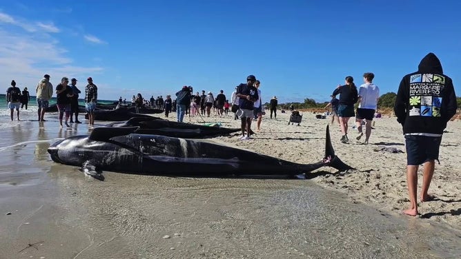 More than 100 pilot whales became stranded on a beach in Western Australia on Thursday, April 25, 2024.