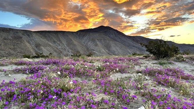 Wildflower blooms at South Yuba River State Park in California.