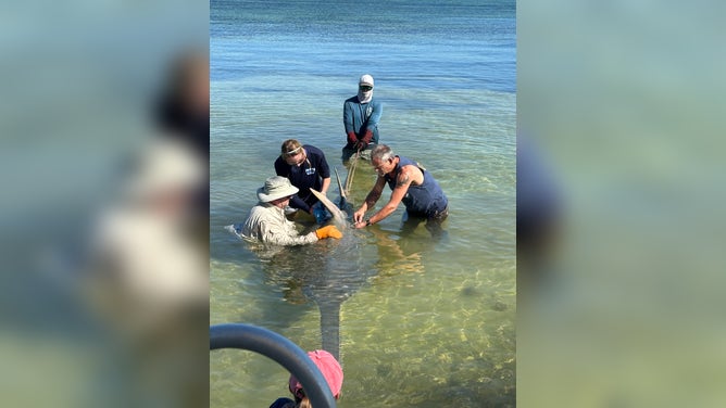 Biologists Rescue Endangered Sawfish In Florida Keys 