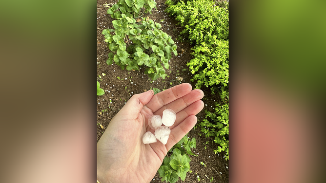 Hail up to 1.5 inches in diameter pelted Alexandria, Virginia, on April 15, 2024.