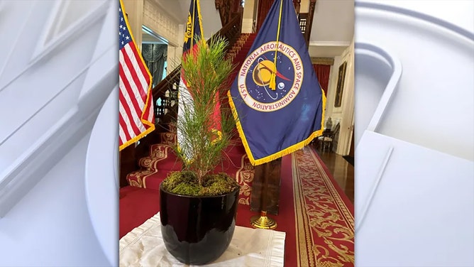 The loblolly pine Artemis I moon tree at the North Carolina governor’s mansion on Wednesday, April 24, 2024.