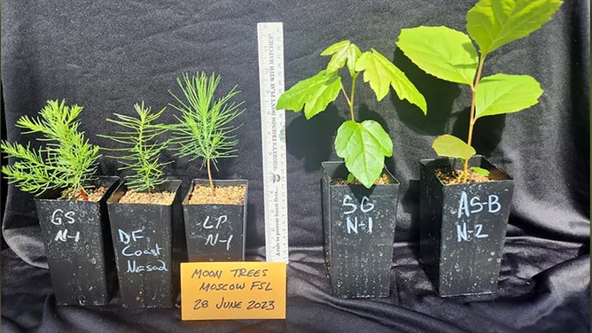 The Forest Service has been taking care of the moon tree seedlings, but they are ready for their forever homes.