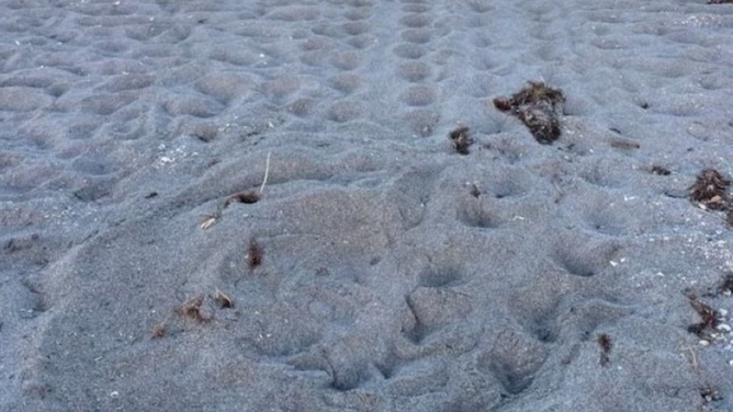 First sea turtle nest spotted in Venice, Florida