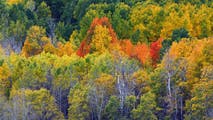 How a GOES satellite will lead to a new generation of leaf peeping