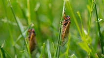 Emergence of trillions of cicadas peaks across US but deafening sounds to continue