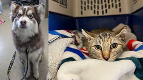 Animal shelter tells pets' incredible stories of survival after tornado outbreak