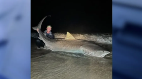 Florida man reels in massive, 12-foot tiger shark at Jacksonville Beach: 'It was a great experience'