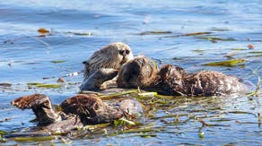 Female sea otters particularly adept at using tools to find food, study shows