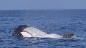 Watch: Rare white killer whale named Frosty sighted off California coast