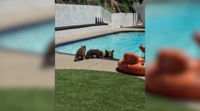 Watch: Mama bear shows cubs how to swim in Los Angeles-area backyard pool