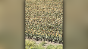 Drought shuttered Texas' last sugar mill. Now, farmers are asking which crop is next?