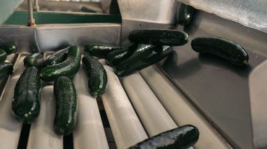 Yes, there is a national pickle shortage