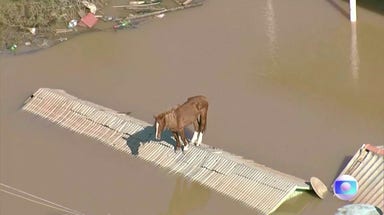 Watch: Horse stranded on rooftop by floods in Brazil rescued by firefighters