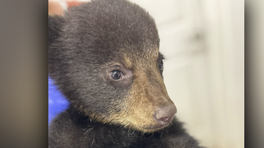 Bear cub orphaned due to selfies 'thriving' at refuge after failed attempts to reunite it with mother