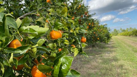 Less juice to squeeze: Extreme weather, diseases impacting orange harvests