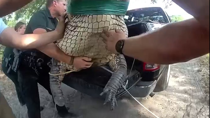 The Pinellas County Sheriff's Office in central Florida recently wrangled a 12.5-ft alligator away from a creekside path often used by school children.